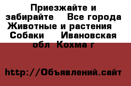 Приезжайте и забирайте. - Все города Животные и растения » Собаки   . Ивановская обл.,Кохма г.